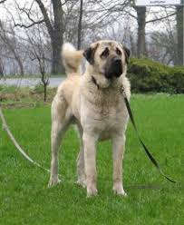 Sivas Kangal Kopegi Ozellikleri Nelerdir Sosyal Icerik Kangal Dog Dogs Pet Dogs