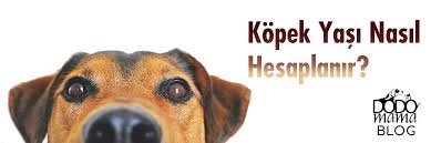 Kopek Yasi Nasil Anlasilir