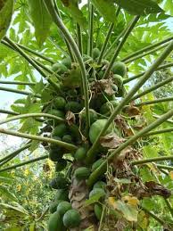 Dec 27, 2017 · with leaves and branches that deer avoid, and fruit that is loved by all, the pawpaw ( asimina triloba) is a fascinating native tree. Https Www Motherearthliving Com In The Garden How To Grow Paw Paw Trees Zb0z1904