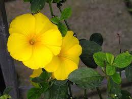 Image result for Reinwardtia indica