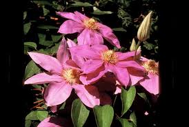 Эти клематисы получится вырастить каждому! Clematis Plant Finder Knights Garden Centres