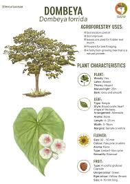 Image result for Dombeya torrida