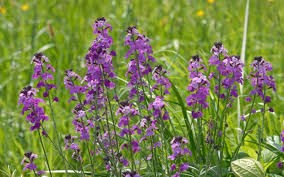 Neben goldlack beziehungsweise erysimum cheiri heißt die pflanze auch schöterich, stockviole, muurbloem oder erysimum cheiri ist je nach standort bis etwa minus zehn grad celsius winterhart. Erysimum Hybride Bowles Mauve Goldlack