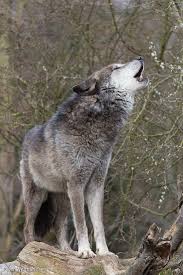 Timber wolf, timberwolf, timber wolves, or timberwolves might refer to: Mackenzie Valley Wolf Howling One Timber Wolf Howling With Forest In Background Mackenzie Valley Wolf Wolf Howling Wolf
