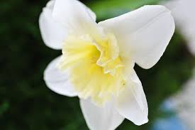 Narcissus Flowers Narcissus Flower Flower Meanings Narcissus