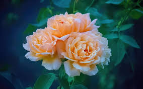 Nessun dettaglio sarà più celato dalle ombre o bruciato dalle alte luci. Scarica Sfondi Rose Da Te 4k Bokeh Rosa Te Fiori Scarlatti Rugiada Rose Scarlatto Bellissimi Fiori Boccioli Scarlatti Rose Per Desktop Libero Immagini Sfondo Del Desktop Libero
