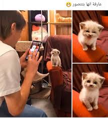 Pin By Haboosh Ahmad On Mems In 2020 Cute Cat Gif Funny Picture Quotes Pet Birds