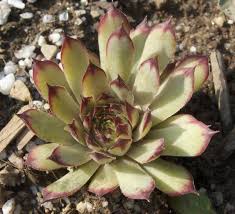 No piracy links or requests. Sempervivum Cafe Water Wise Plants Cacti And Succulents Sempervivum
