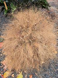 Image result for Eragrostis dinteri
