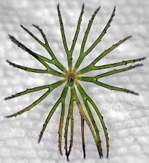 Image result for Ceratophyllum