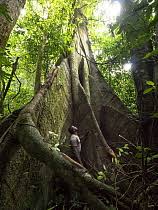 Image result for Sarcophrynium prionogonium