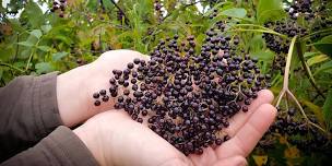 FULL DAY Fall Foraging - Lake of Bays