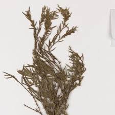 Image result for Psoralea arborea