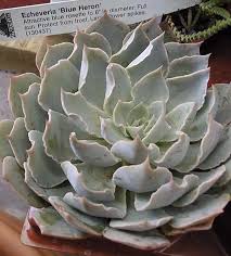 I see them everywhere, suddenly. Echeveria Blue Heron