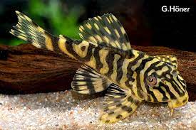 The first of its kind! Peckoltia Compta L134 Goldtigerharnischwels My Fish Aus Freude An Der Aquaristik