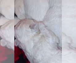 Many times puppies will have buff or apricot markings on their head or ears that usually fade over time so the adults appear all white. View Ad Bichon Frise Puppy For Sale Near North Carolina Winston Salem Usa Adn 235560