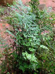 Image result for Cheilanthes viridis