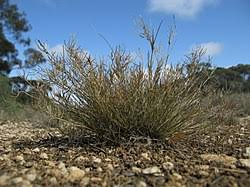Image result for Eragrostis dinteri