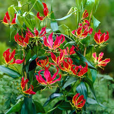 Image result for Gloriosa superba