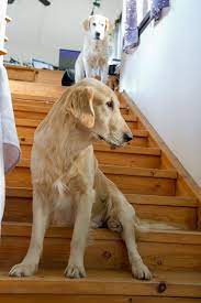 the life of jalo 18 11 2011 flat coated retriever most beautiful dogs flat coated retriever puppy