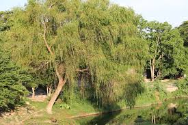 Image result for Salix babylonica