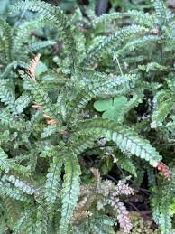 Image result for Adiantum hispidulum
