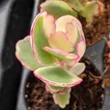 Image result for Kalanchoe fedtschenkoi