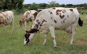 Image result for Plinthus karooicus