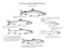 Black And White Striped Fish In The Gulf Of Mexico Salmon Buscar Con Google Atlantic Salmon Life Cycles Types Of Fish