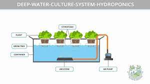 Difference Between Nft And Dwc Hydroponics Which One Is Better For You Plants Heaven