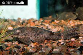 If you float your pleco in its plastic baggie for an hour to allow it to get used to the temperature of your aquarium. Plecostomus Pleco Fish Care Size Life Span Tank Mates Breeding