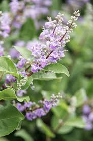 Image result for Vitex fischeri