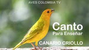 We did not find results for: Descargar Mp3 Canto De Canario Criollo Gratis Mp3bueno Site