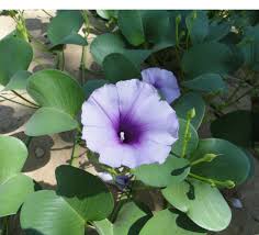 Image result for Ipomoea pes-caprae