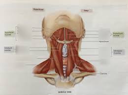 Choose from 500 different sets of flashcards about anatomy anterior neck on quizlet. Muscles Of The Anterior Neck Diagram Quizlet