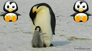 Check spelling or type a new query. Cute Baby Penguin Photos Videos And Facts Animal Hype