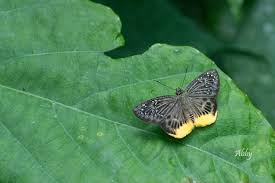 Image result for Trichoneura