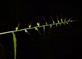 Image result for Oplismenus undulatifolius