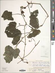 Image result for Coccinia subsessiliflora