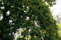 Image result for Mitragyna rubrostipulata