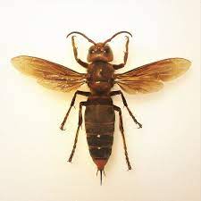 Carpenter bee extermination and control. Asian Giant Hornet Wikipedia