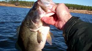 Drop Shot Bass Fishing for Winter Schooling Bass - YouTube