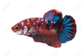 #betta #betta fish #bettablr #bettatank #halfmoon betta #plakat #plakat betta #dumbo betta #betta tank #my fish #ma boi is a bloody model #look at mah boi #ma san #pineapple betta #mr wiggles. Close Up Of Red Siamese Fighting Fish Betta Splendens Isolated Stock Photo Picture And Royalty Free Image Image 97803465