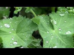 Aslanpencesi Bitkisi Ve Cayinin Faydalari Bitki Cay