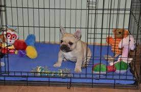 Check spelling or type a new query. Advance Crate Training Your Puppy Advance Expert Pet Nutrition