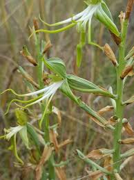 Image result for Bonatea antennifera