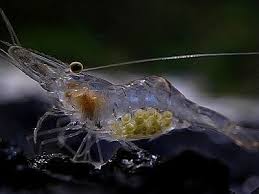 Image result for Paralepistemon shirensis