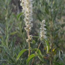 Image result for Cyathula natalensis