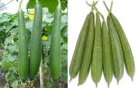 Image result for à¤¤à¥à¤°à¤ à¤¯à¤¾ à¤¤à¥à¤°à¤