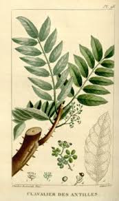 Image result for Zanthoxylum